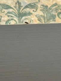 Saw 4 roaches here do not recommend this hotel they offered me another room but I declined ur