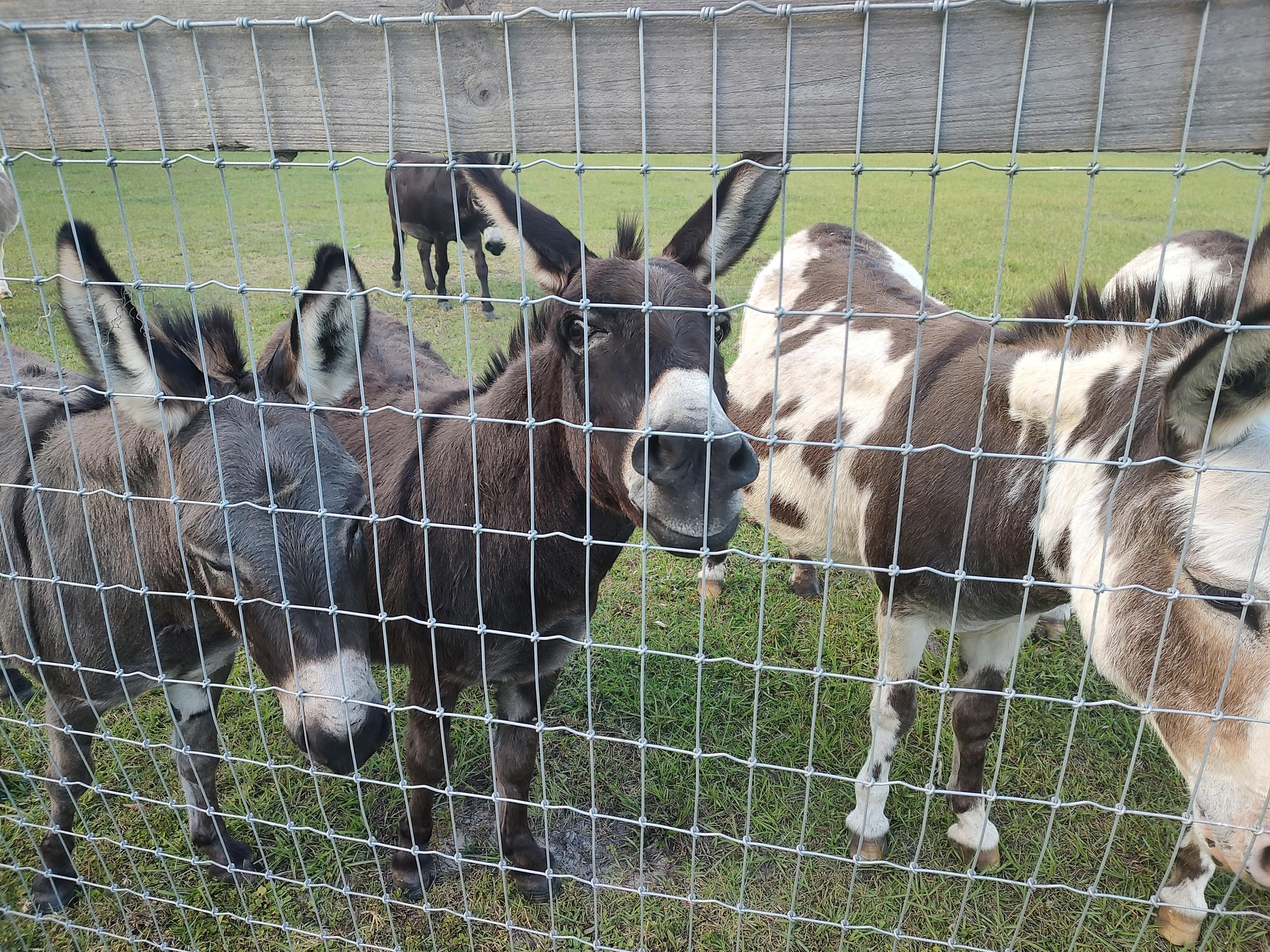 Loved the donkeys..