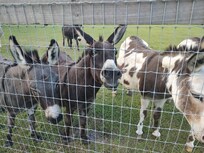 Loved the donkeys..