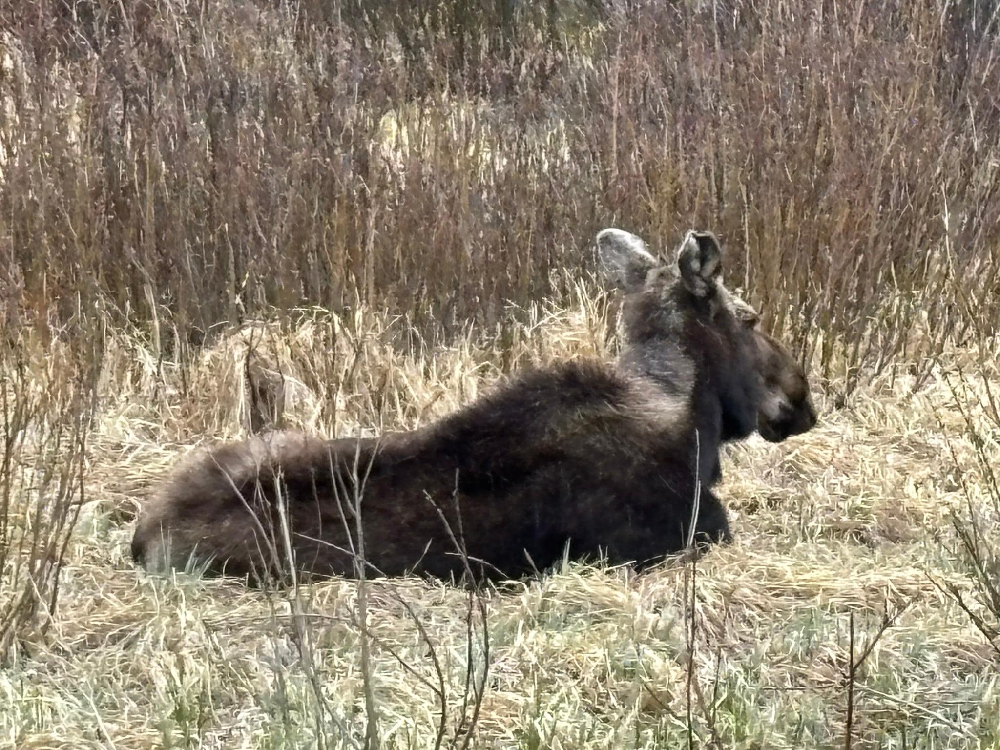 Moose resting at Sprague Lake (same lake shown in the picture in the living room).