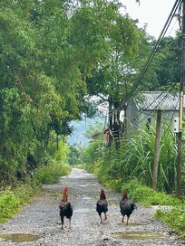 Rural road near Mountain Side