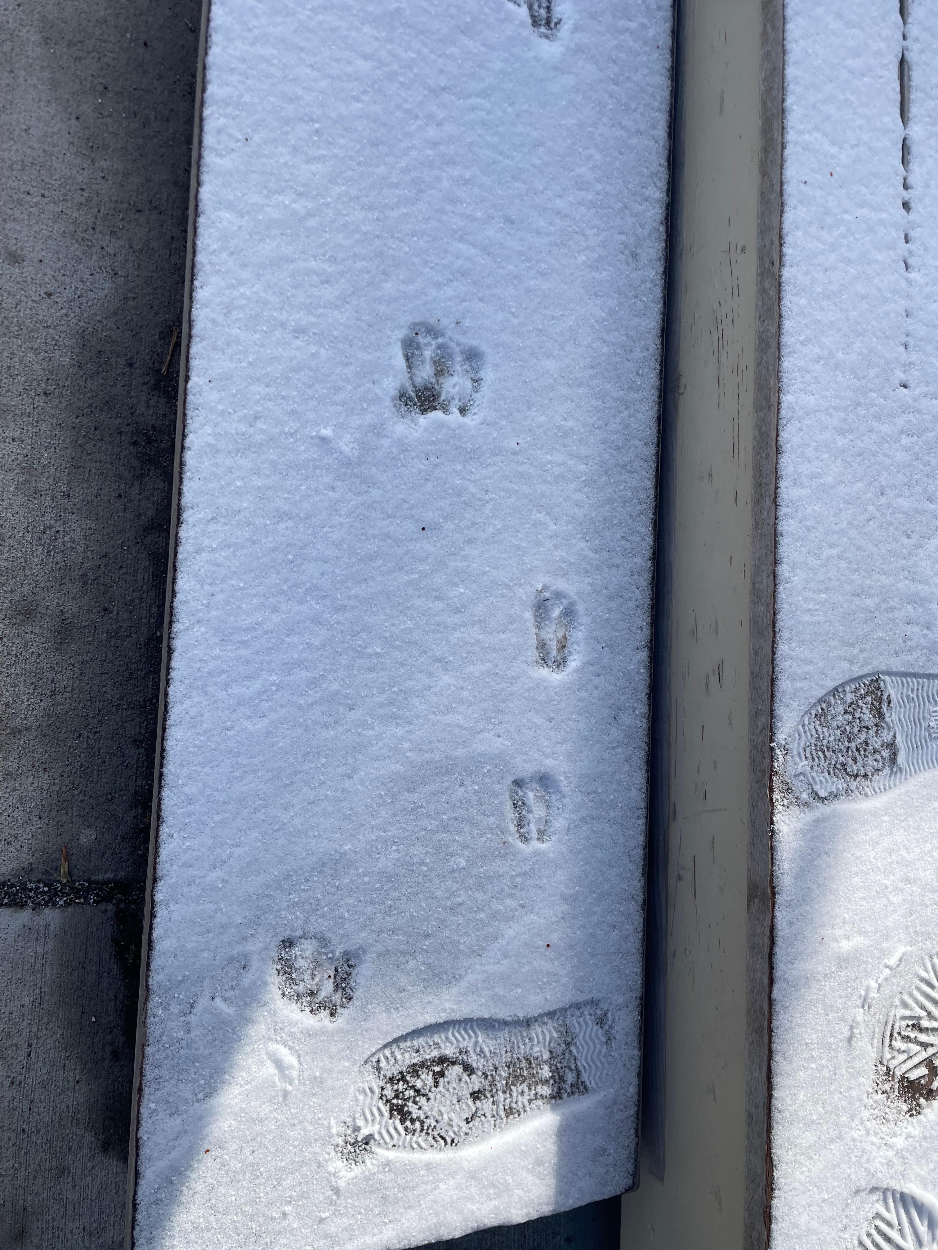 Woke up to snow on the steps & realized that we had a deer visitor.