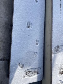 Woke up to snow on the steps & realized that we had a deer visitor.