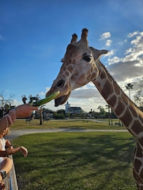 Conviently located near Busch Gardens for safari fun!