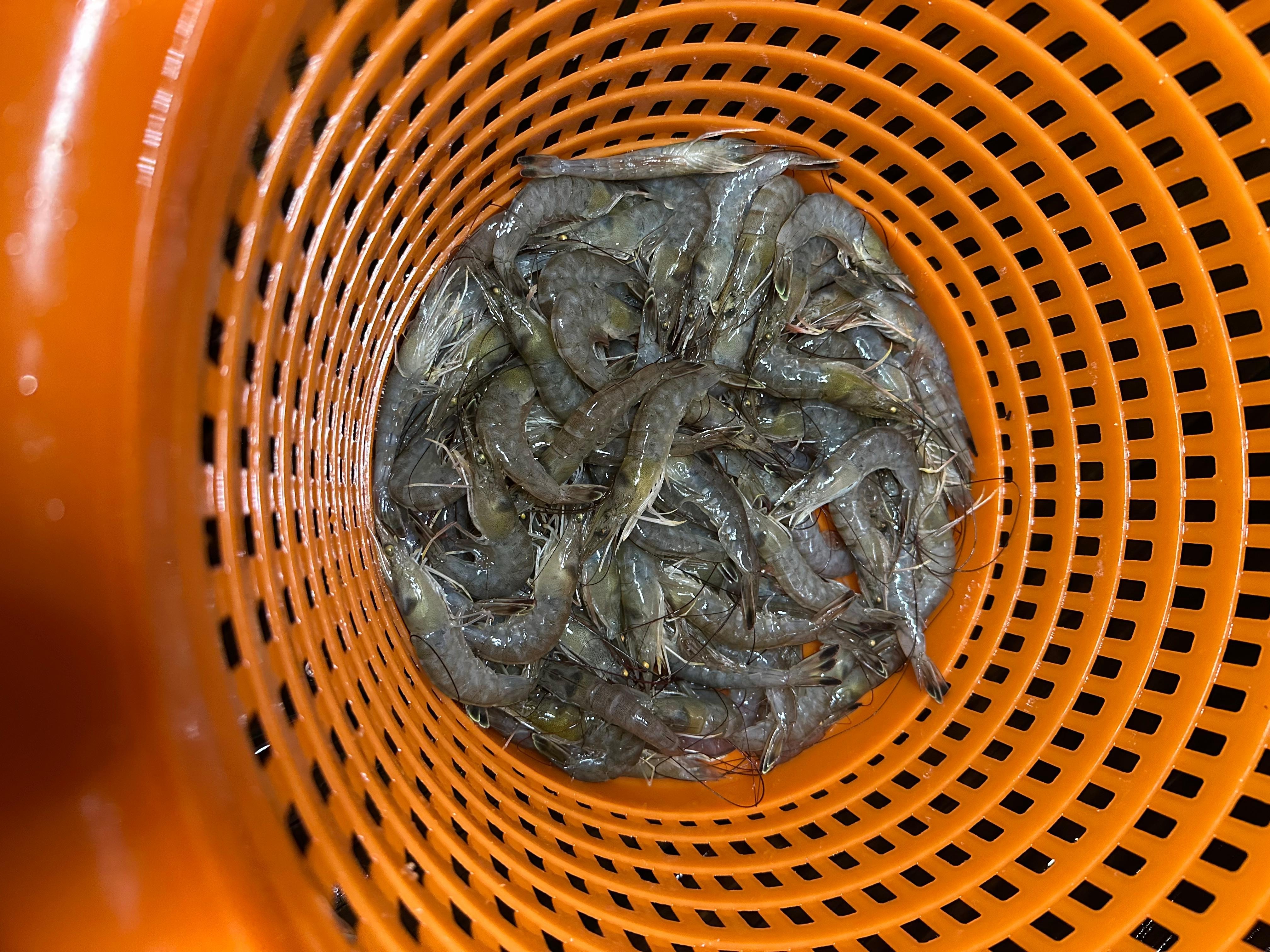 Shrimping on the dock, the LED light is great! 