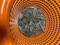 Shrimping on the dock, the LED light is great!