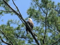 Eagle visiting each day