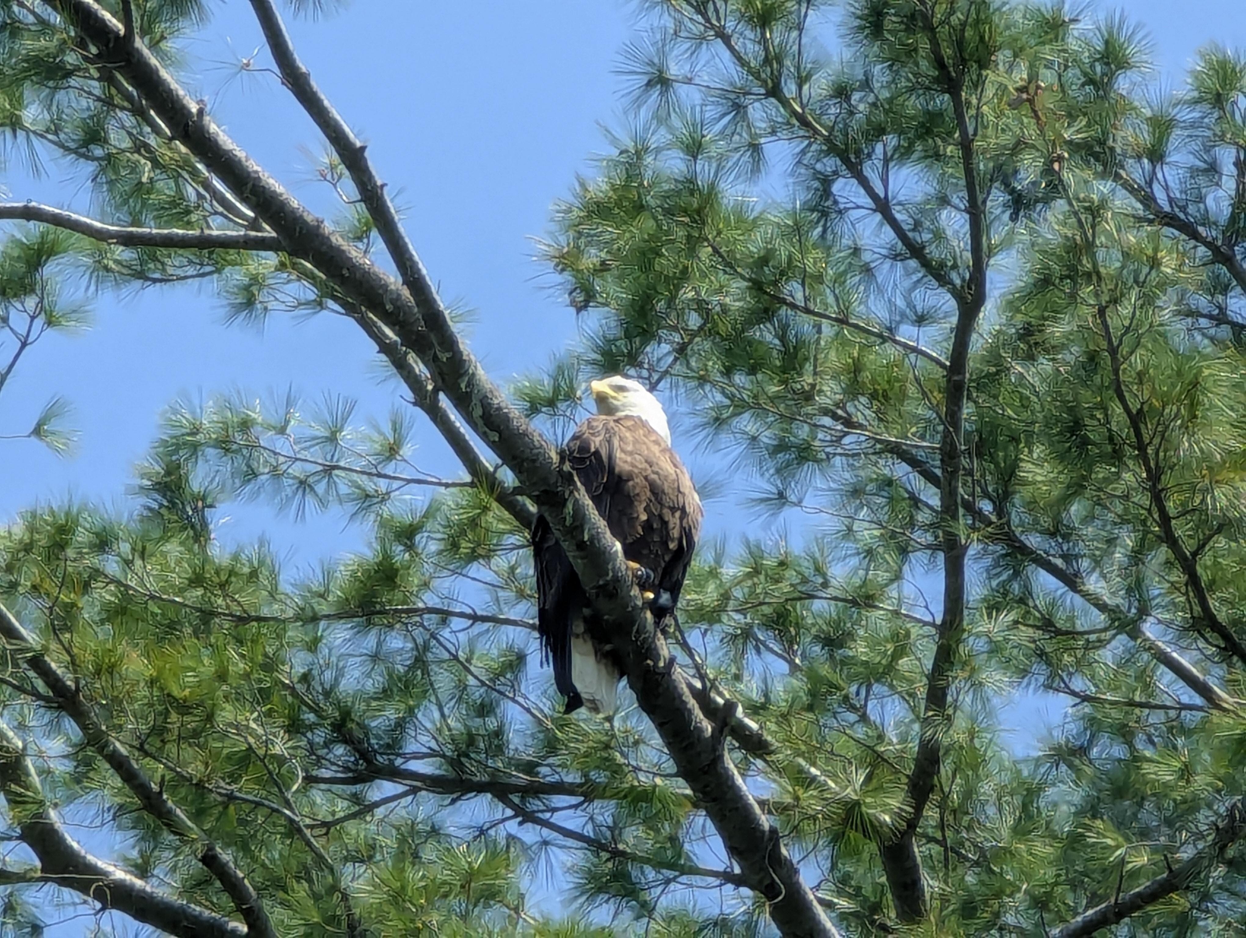 Eagle visiting each day