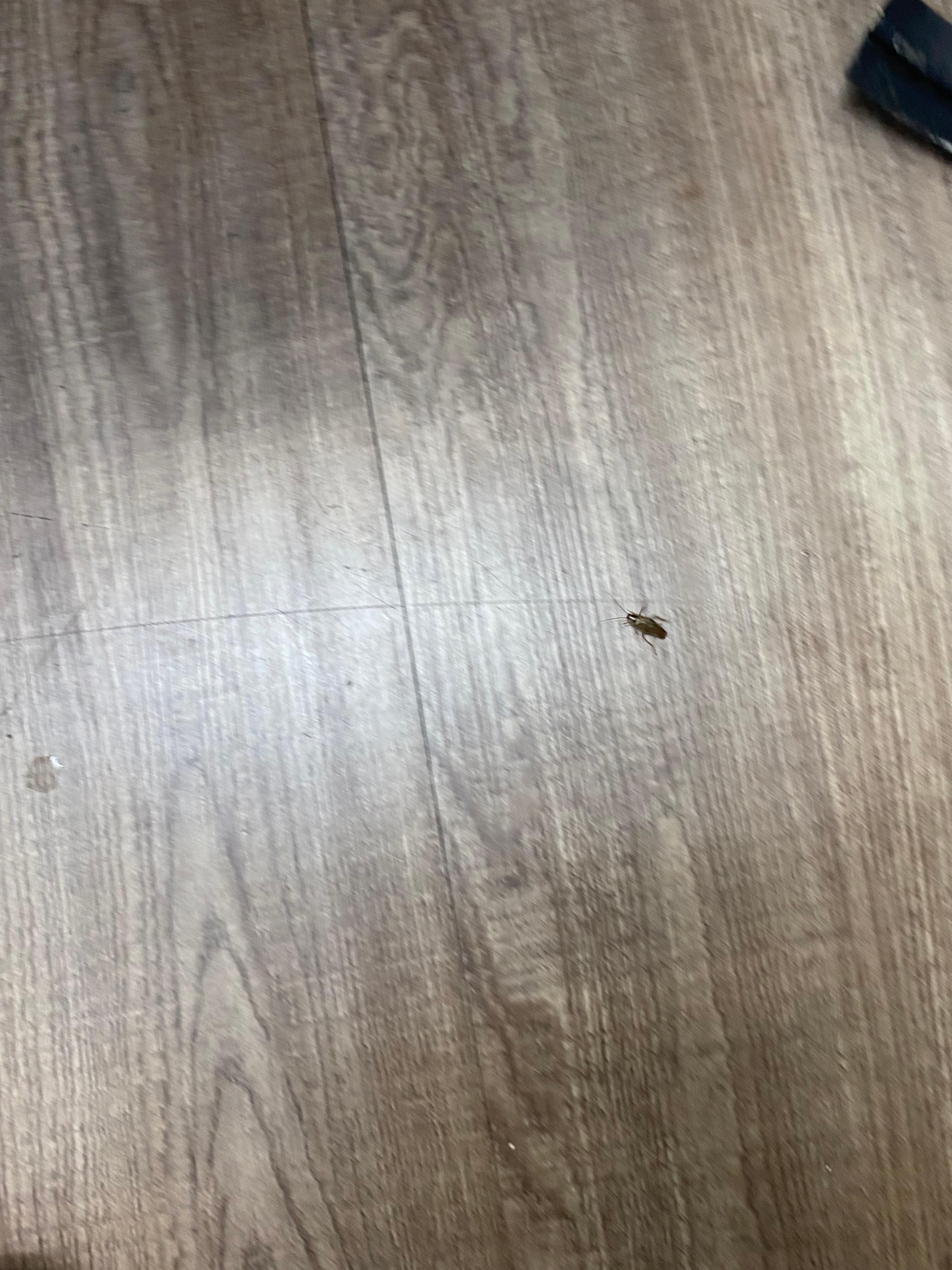 Roach also staying in this room
