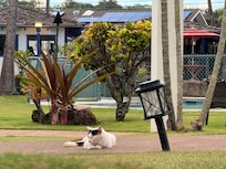 The kitties here are friendly and sociable.