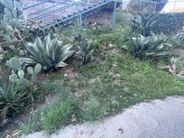 Some of the cool looking flora in the grounds
