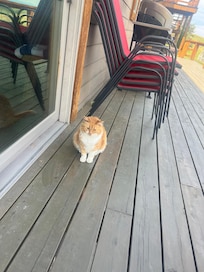 One of our regular morning visitors that we named Muffin