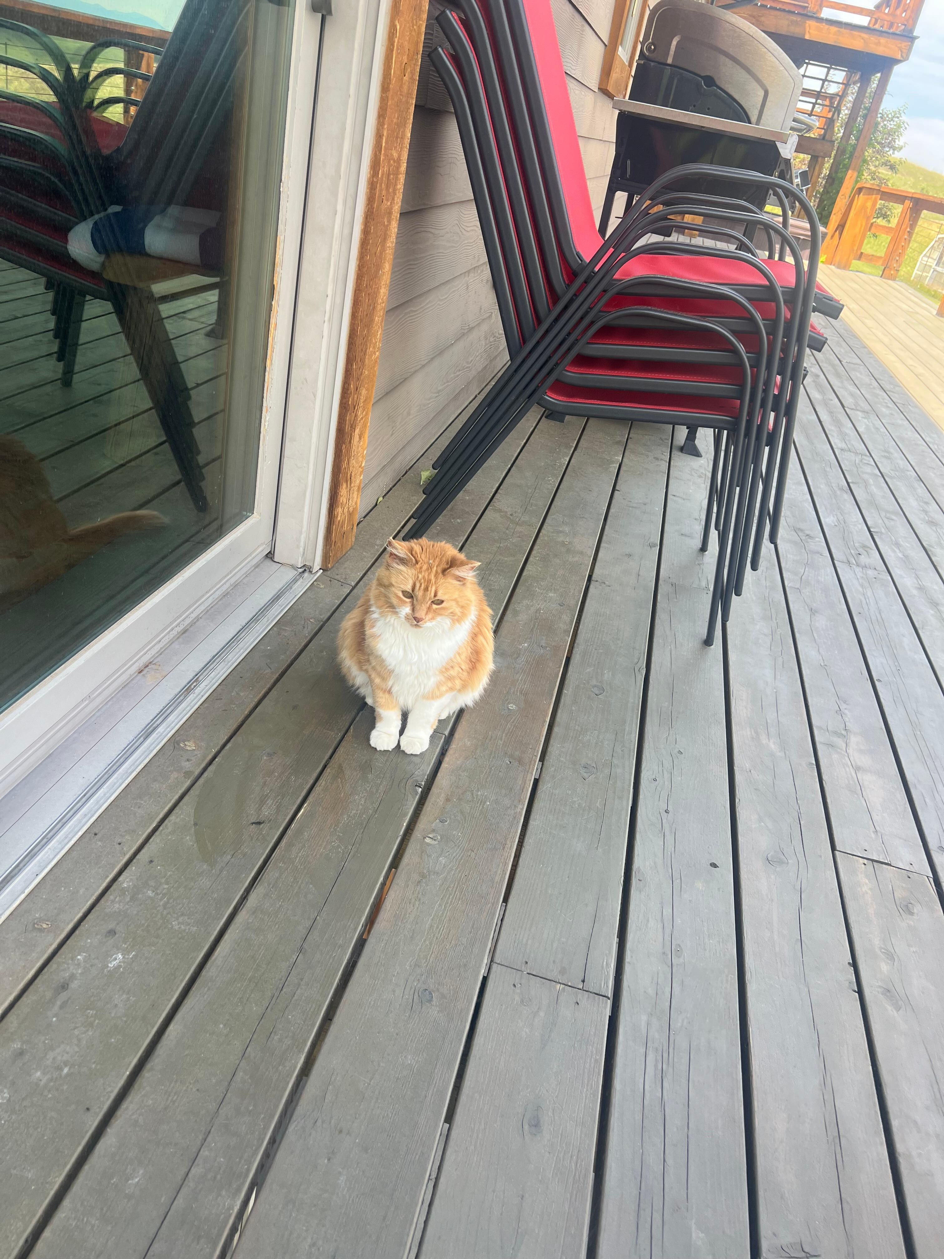 One of our regular morning visitors that we named Muffin