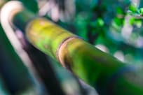 Bamboo railing abstract detail in the hills above Jishoji Temple...
