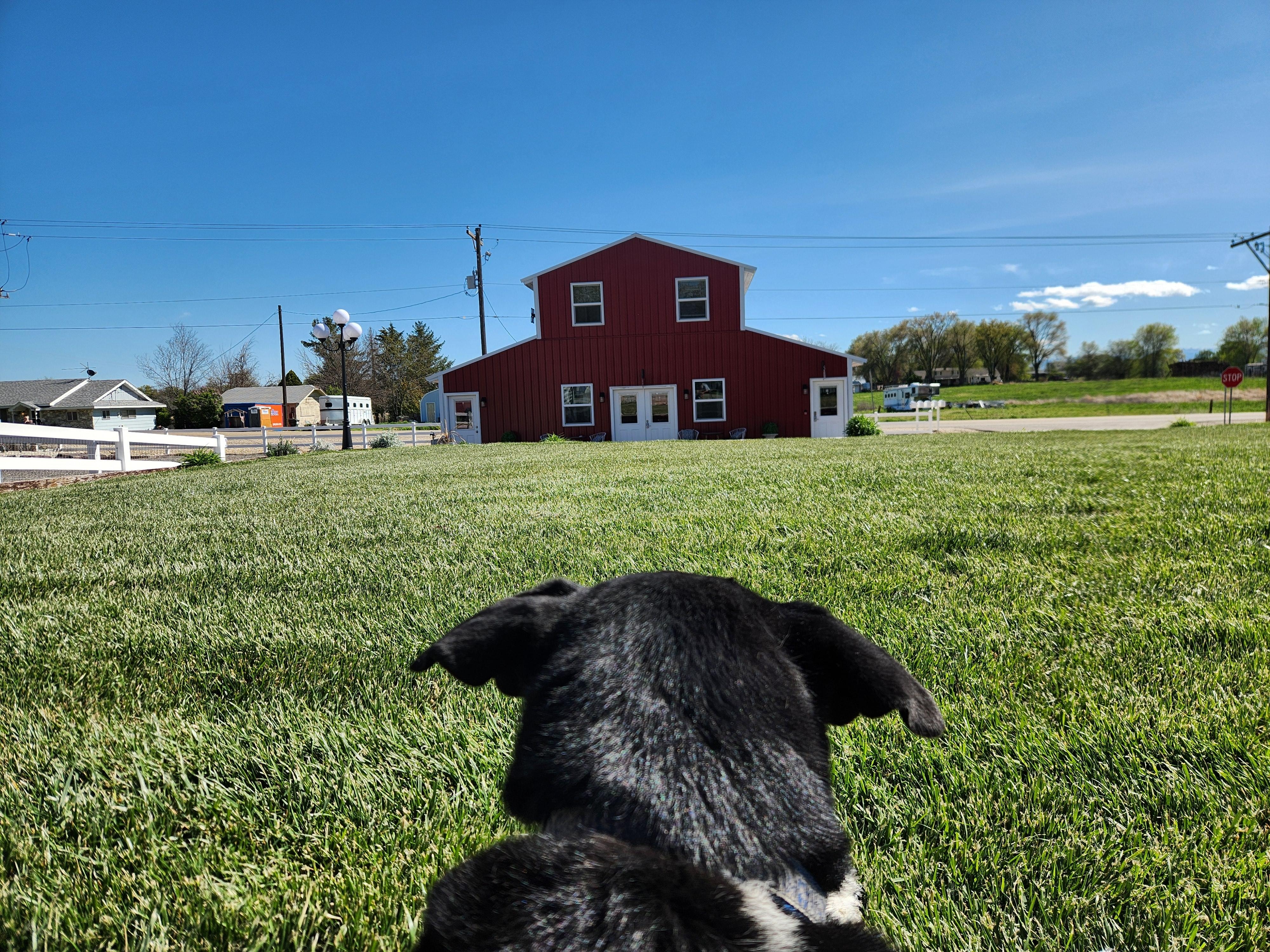 Dogs eye view of relaxation in the sun