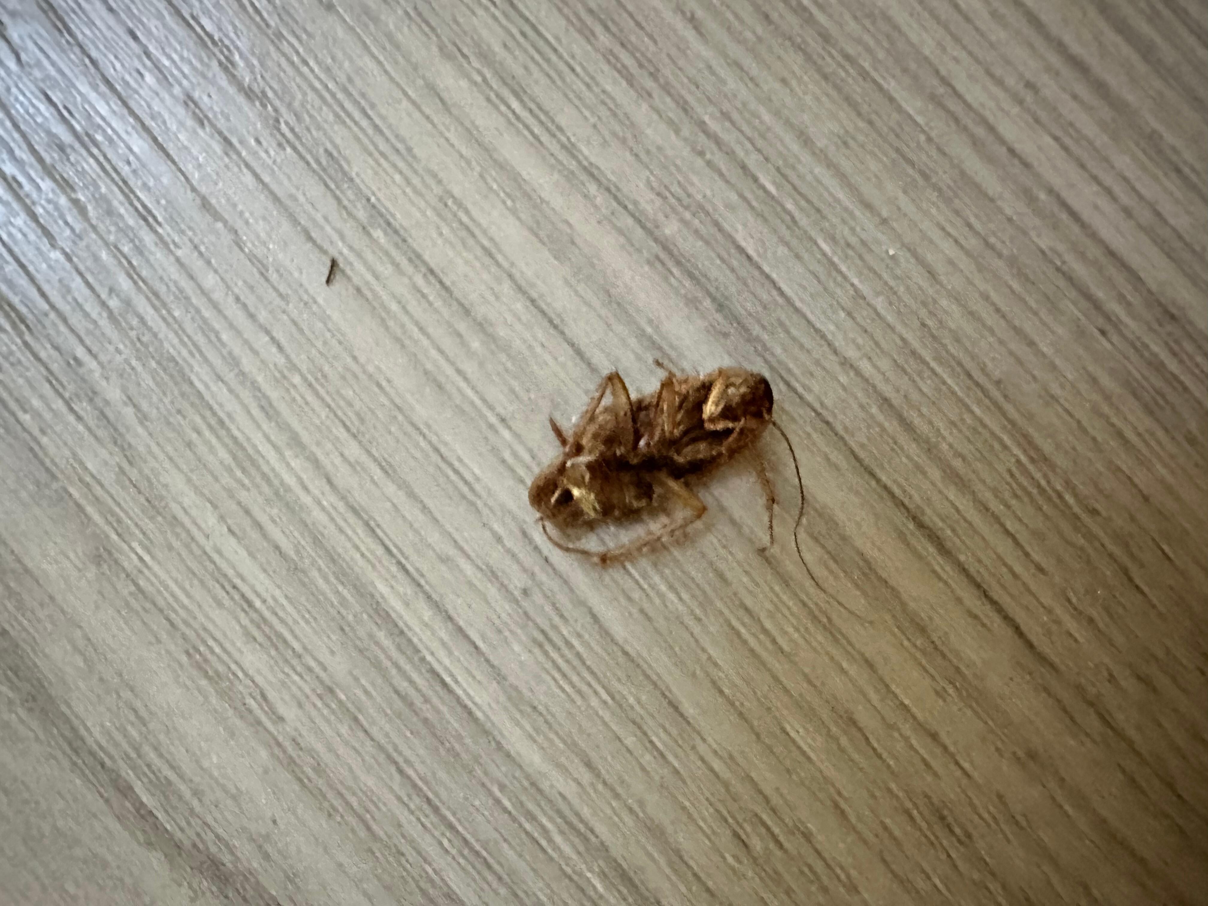 In the dining room