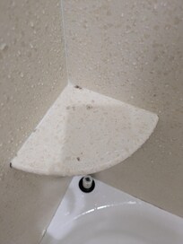 Mildew in shower