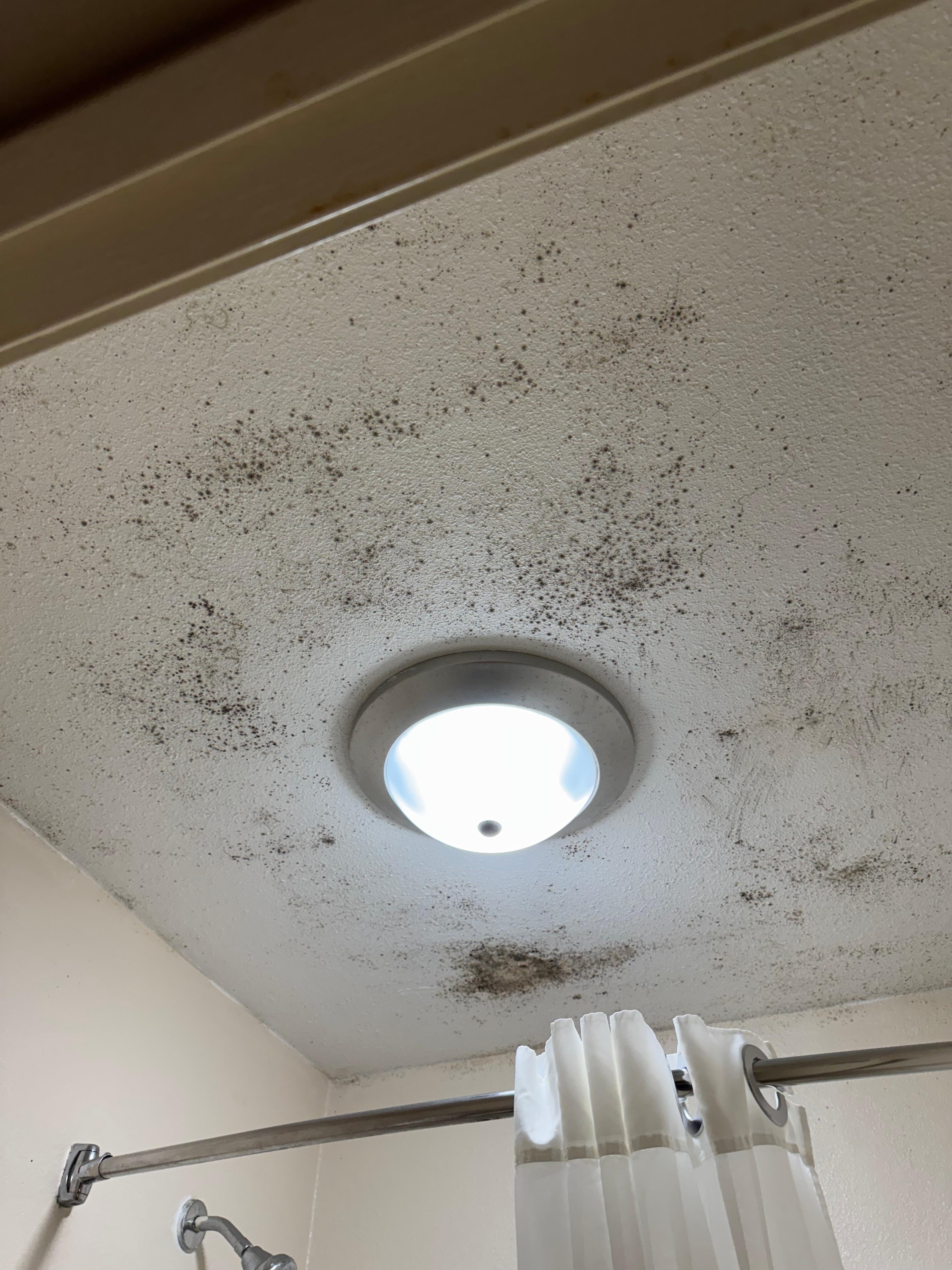 Black mold