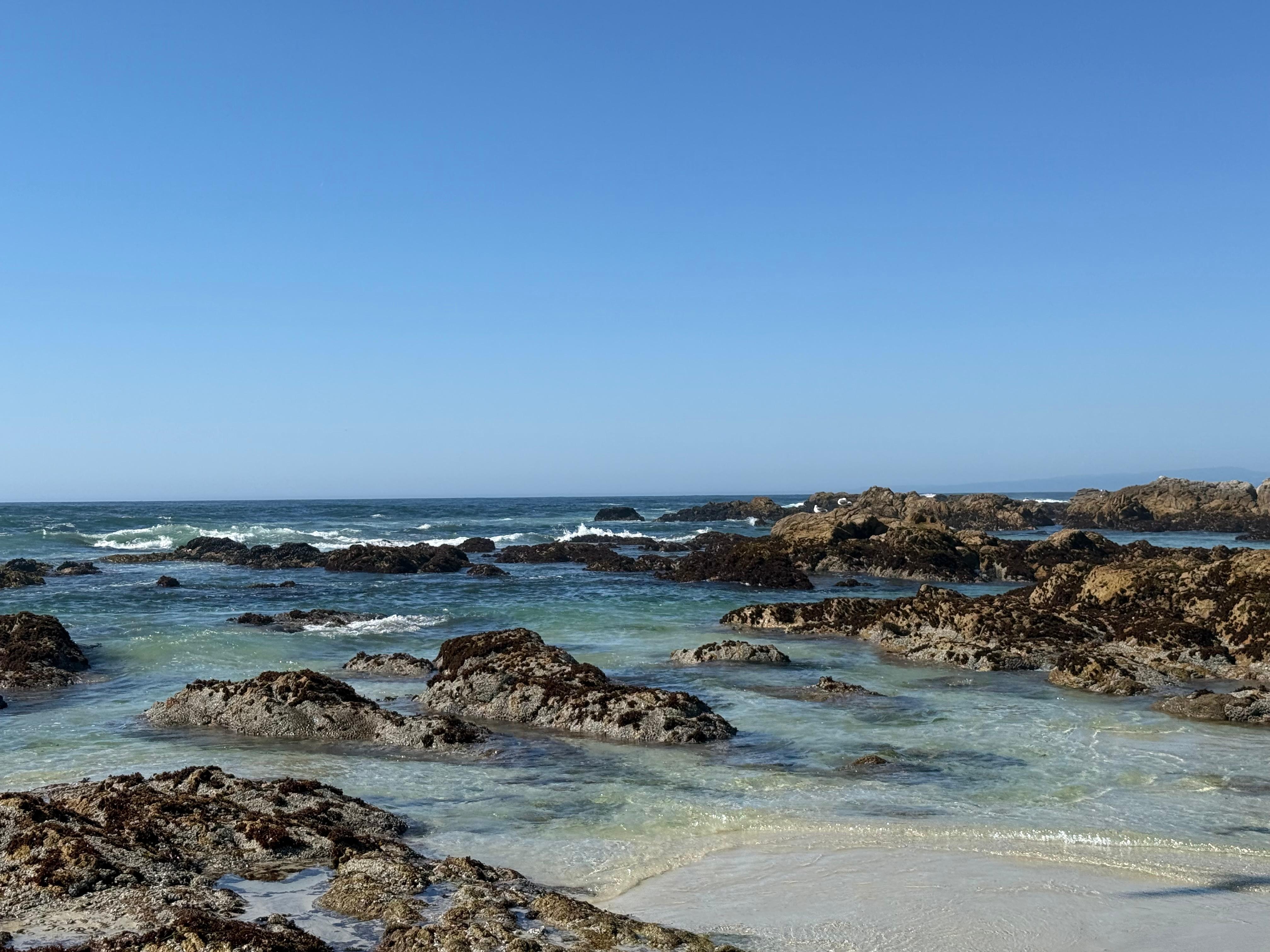 Asilomar state beach 