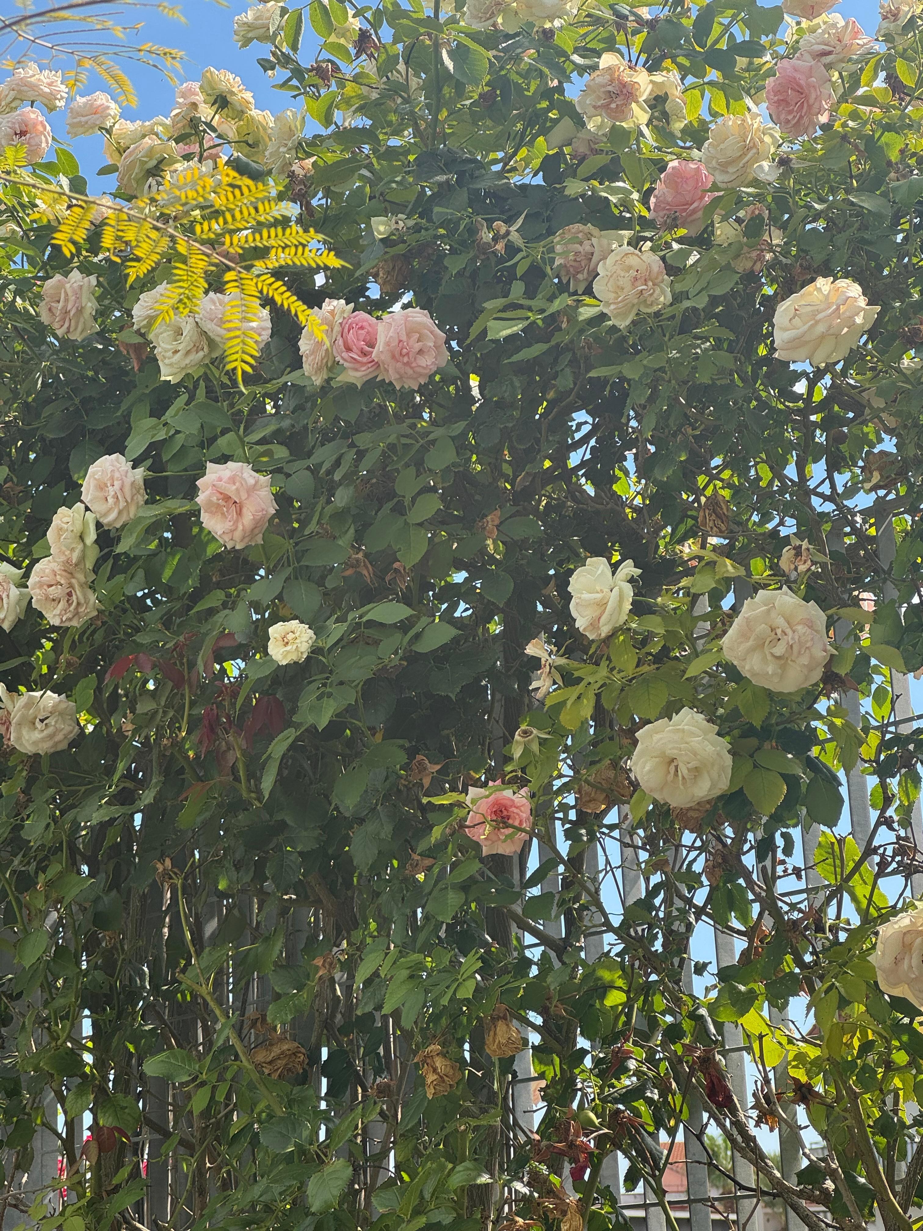 Roses by the pool 
