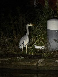A friendly heron opposite the overflow car park upon arrival*
*can’t guarantee he’ll be there every time!