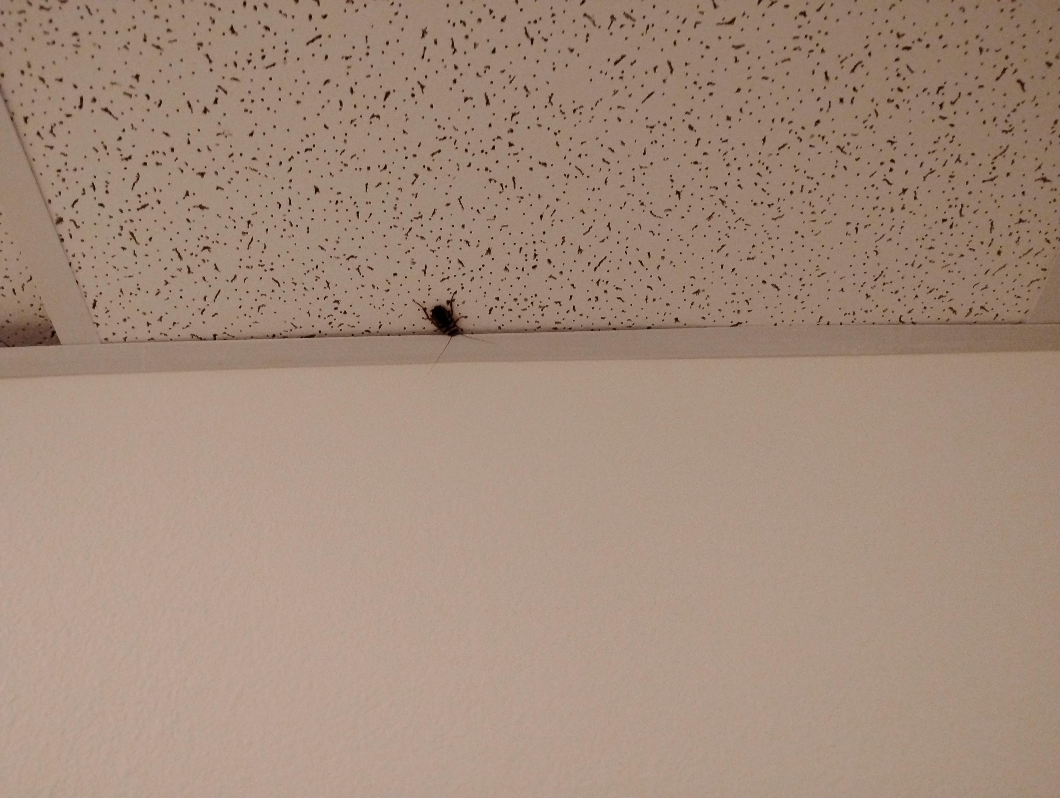 Not a service animal