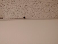 Not a service animal