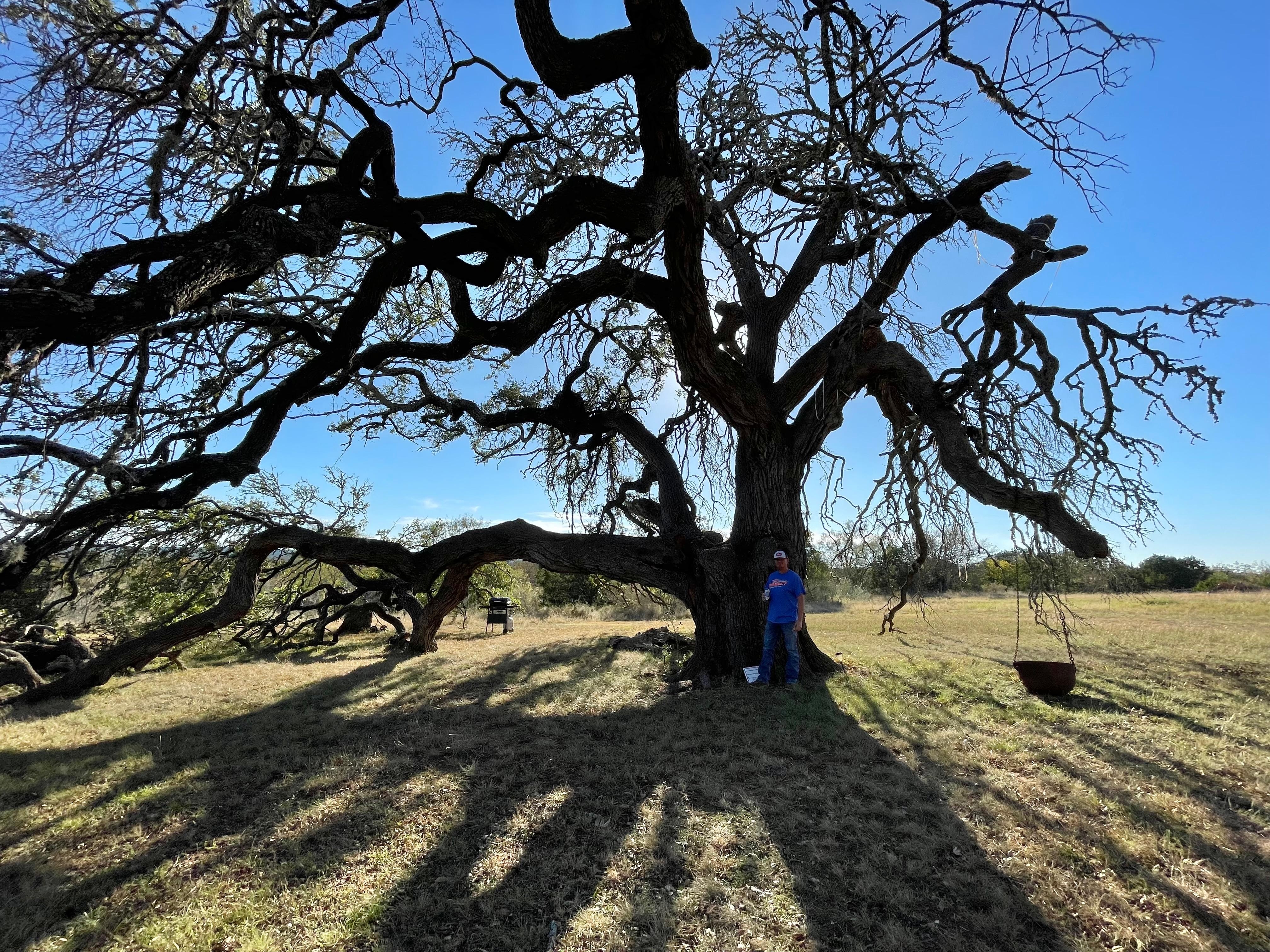 The very old oak tree in the back yard. 