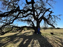 The very old oak tree in the back yard.