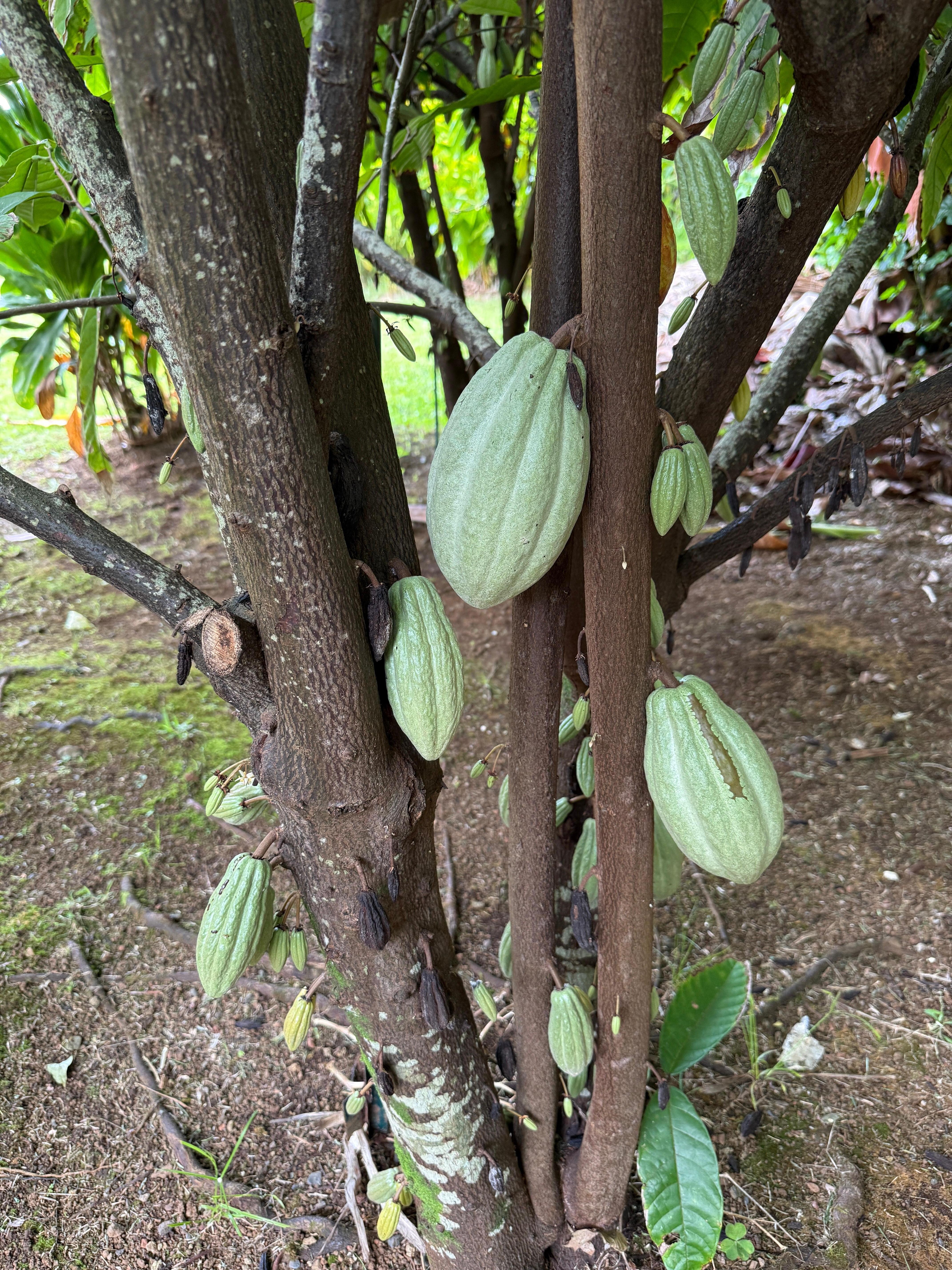 I believe this is one of the cacao trees in the yard
