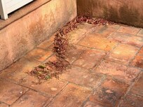 Toutes les terrasses ne sont pas balayées, le carrelage et les murs sont dans un piteux état