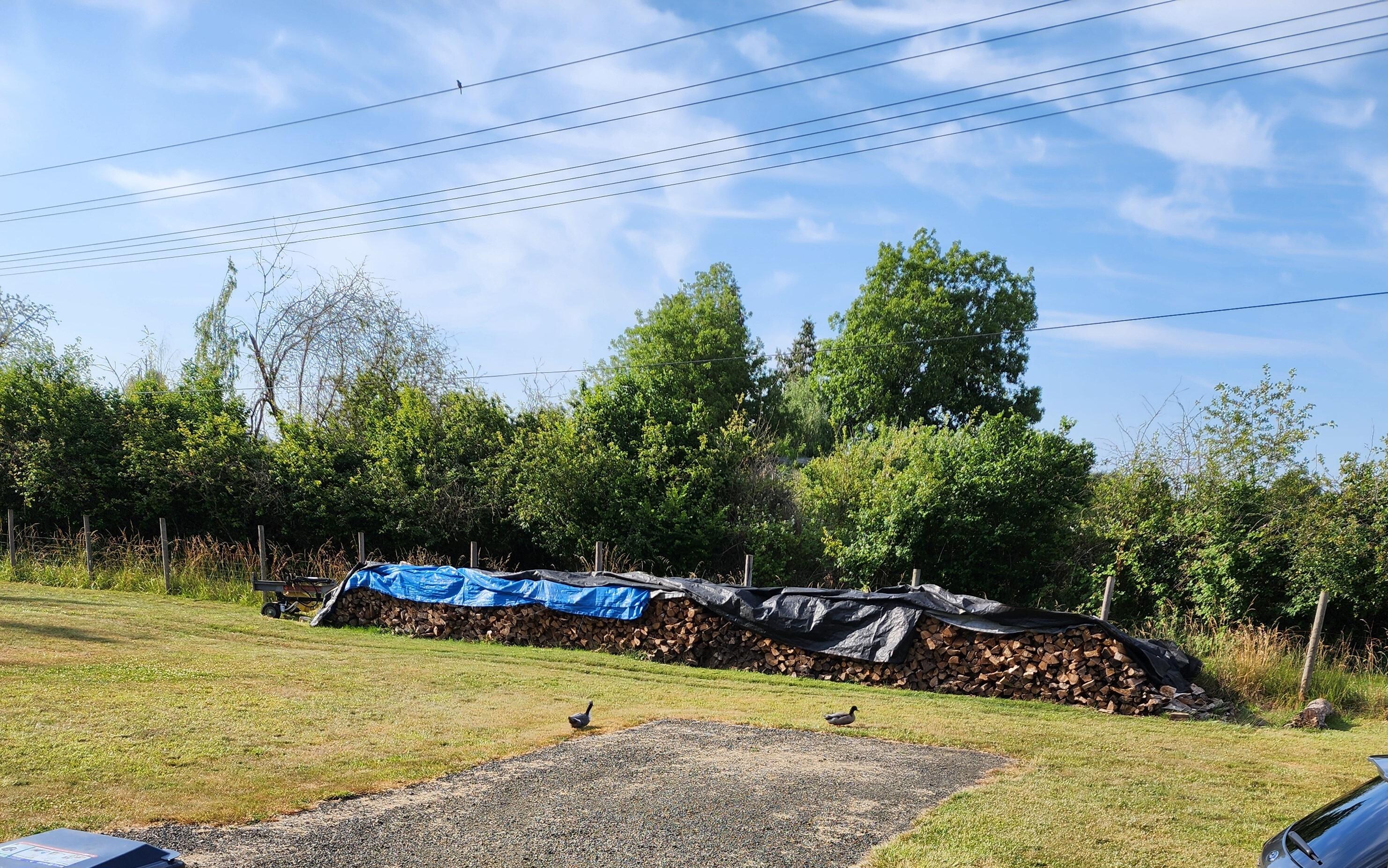 Ducks wandering through