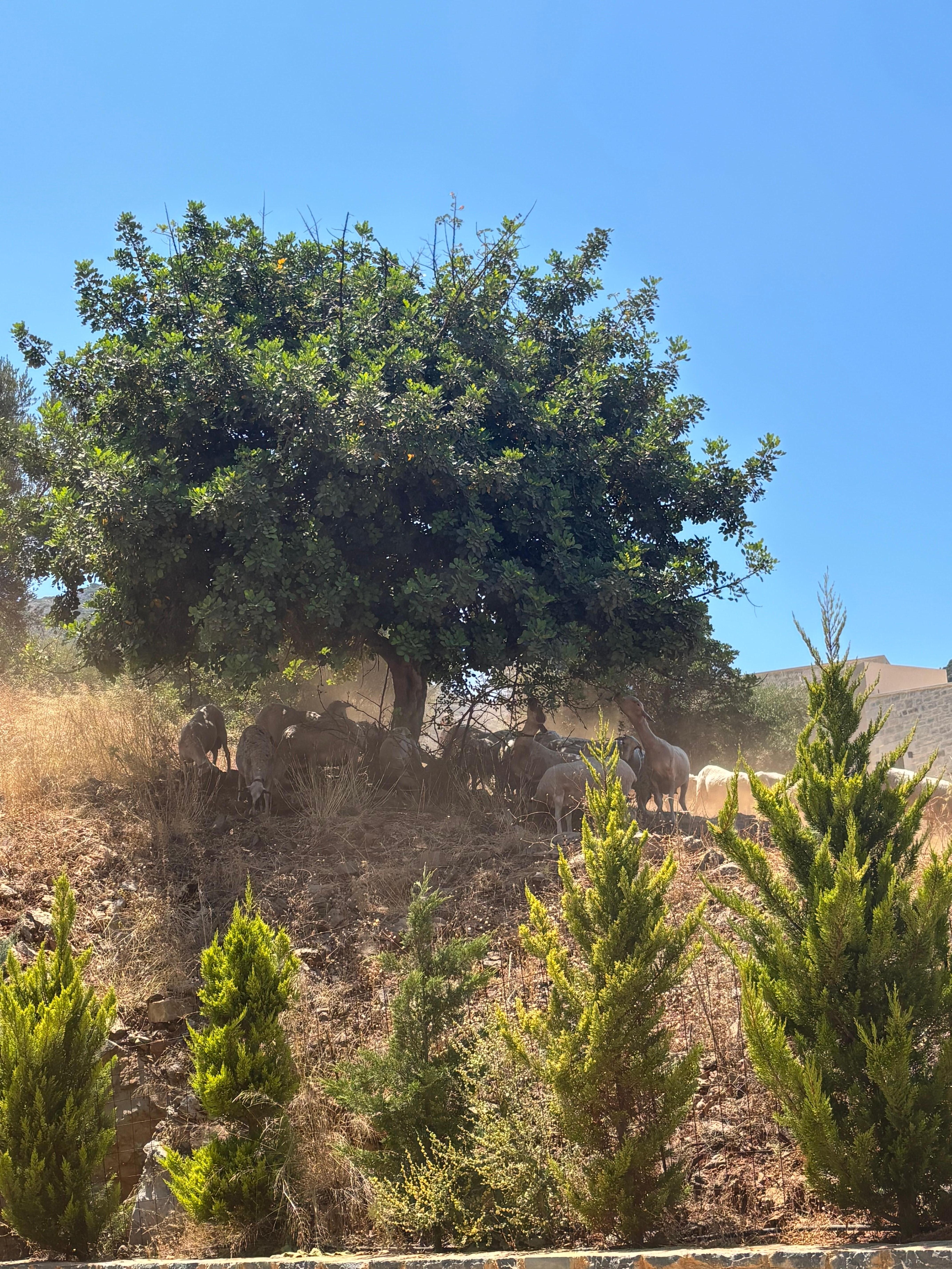 Sheep stopping in the shade 