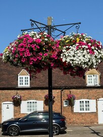 Beautiful flowers along the street