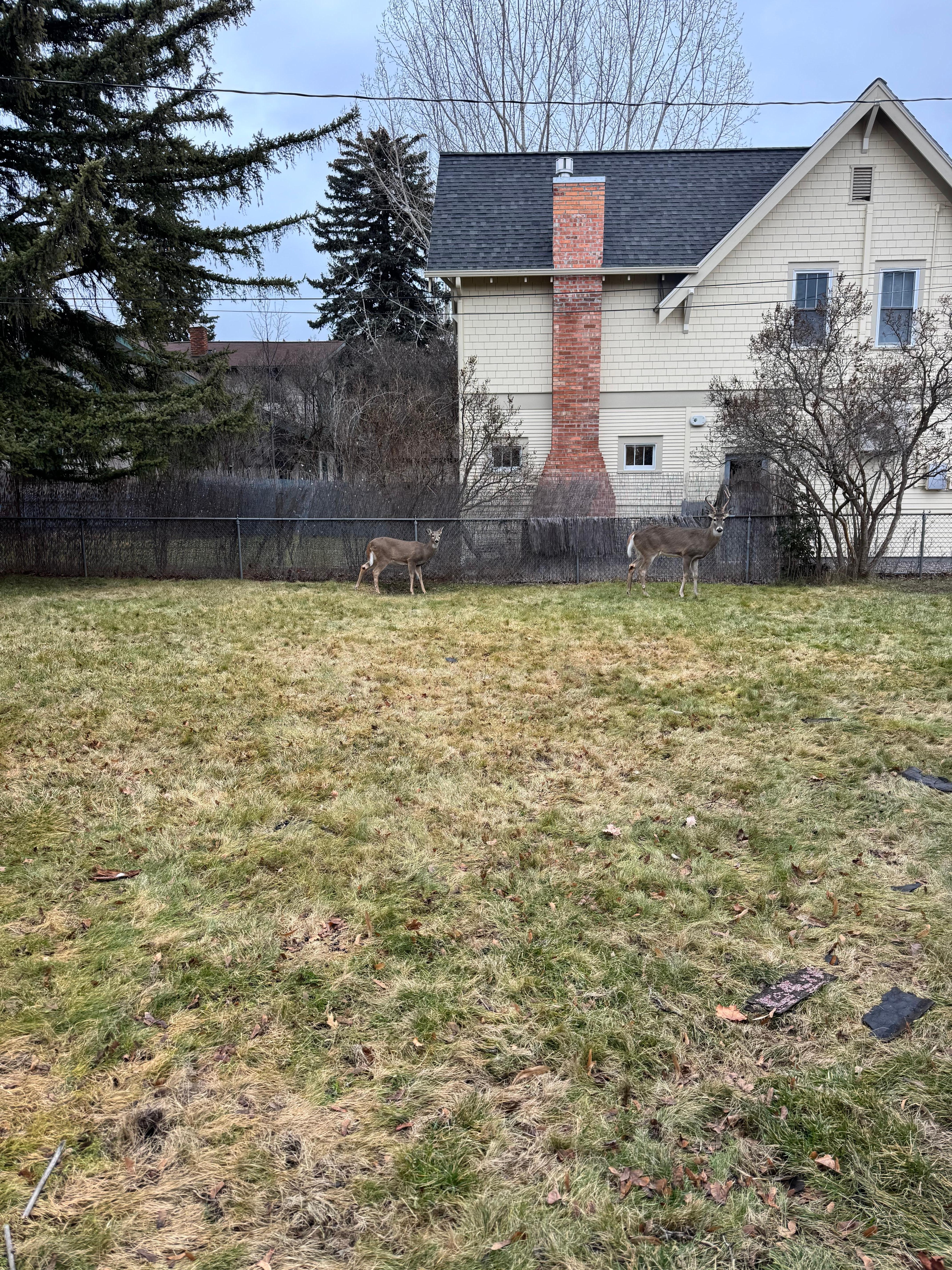 Deer in the yard each day :) 