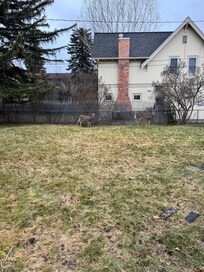 Deer in the yard each day :)