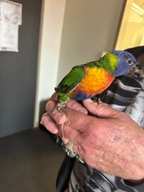 A baby lorikeet that my friend found near the hotel in the laneway.