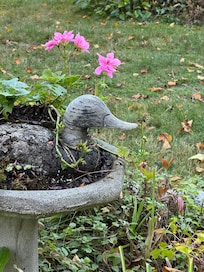 The yard was as attractive as the inside. Places to sit and a grill plus a swing