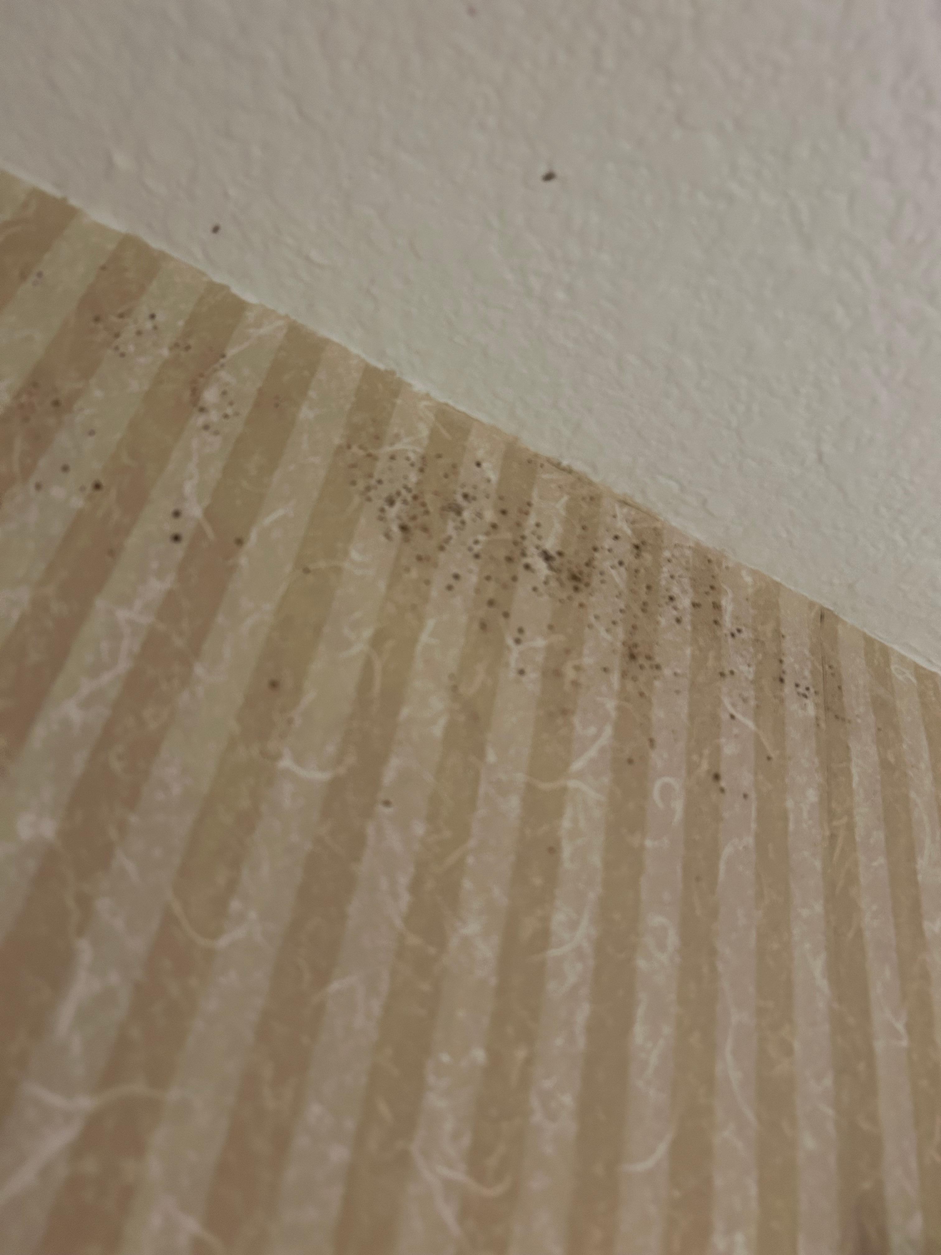 Black mold/mildew growing on all of the walls in the bathroom 