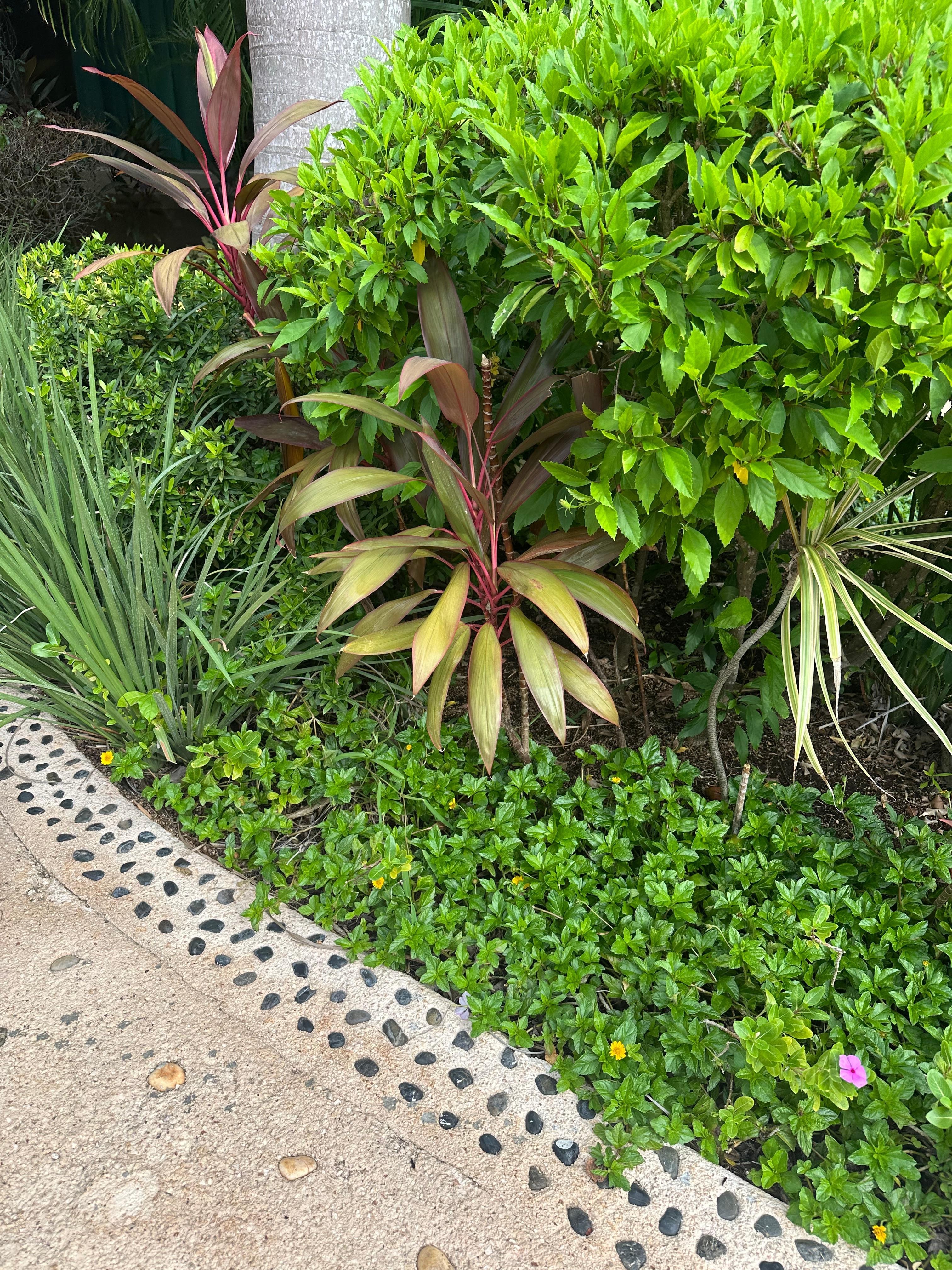 Beautiful plant life at the resort