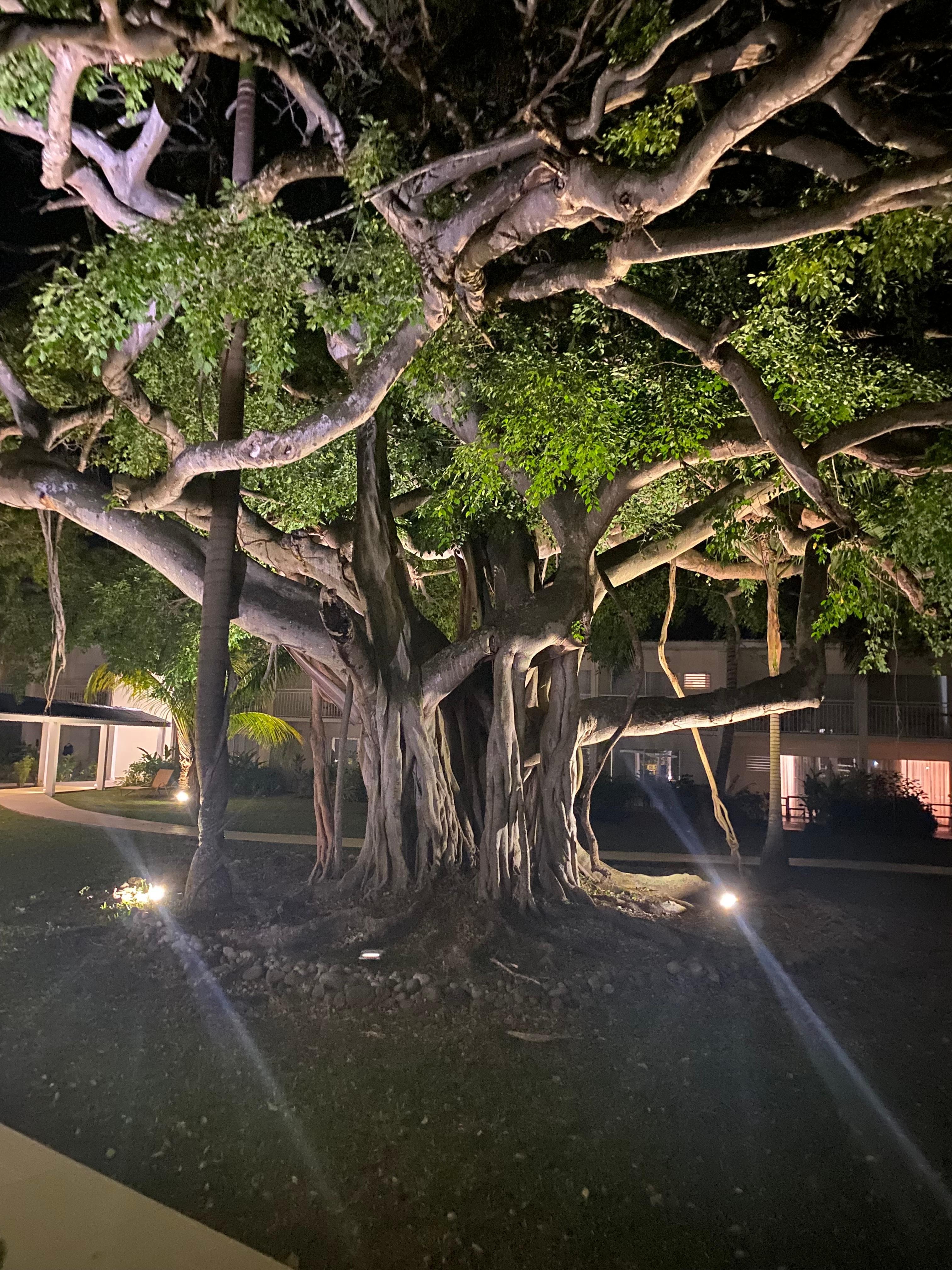 Radisson landscape at night