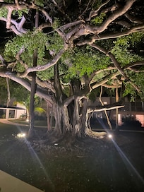 Radisson landscape at night