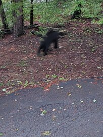 Bear walking up the yard beside our driveway on the first morning of our stay. Sorry for the blur, he was still in motion and my camera had a 3 second shutter, so that it could lighten the photo, causing motion blurring.