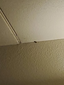 Cockroach