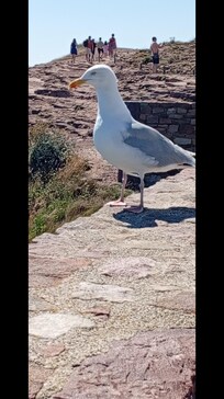 pas farouche ce goéland