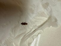Killed roach