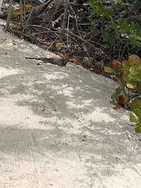 One of the resident iguanas