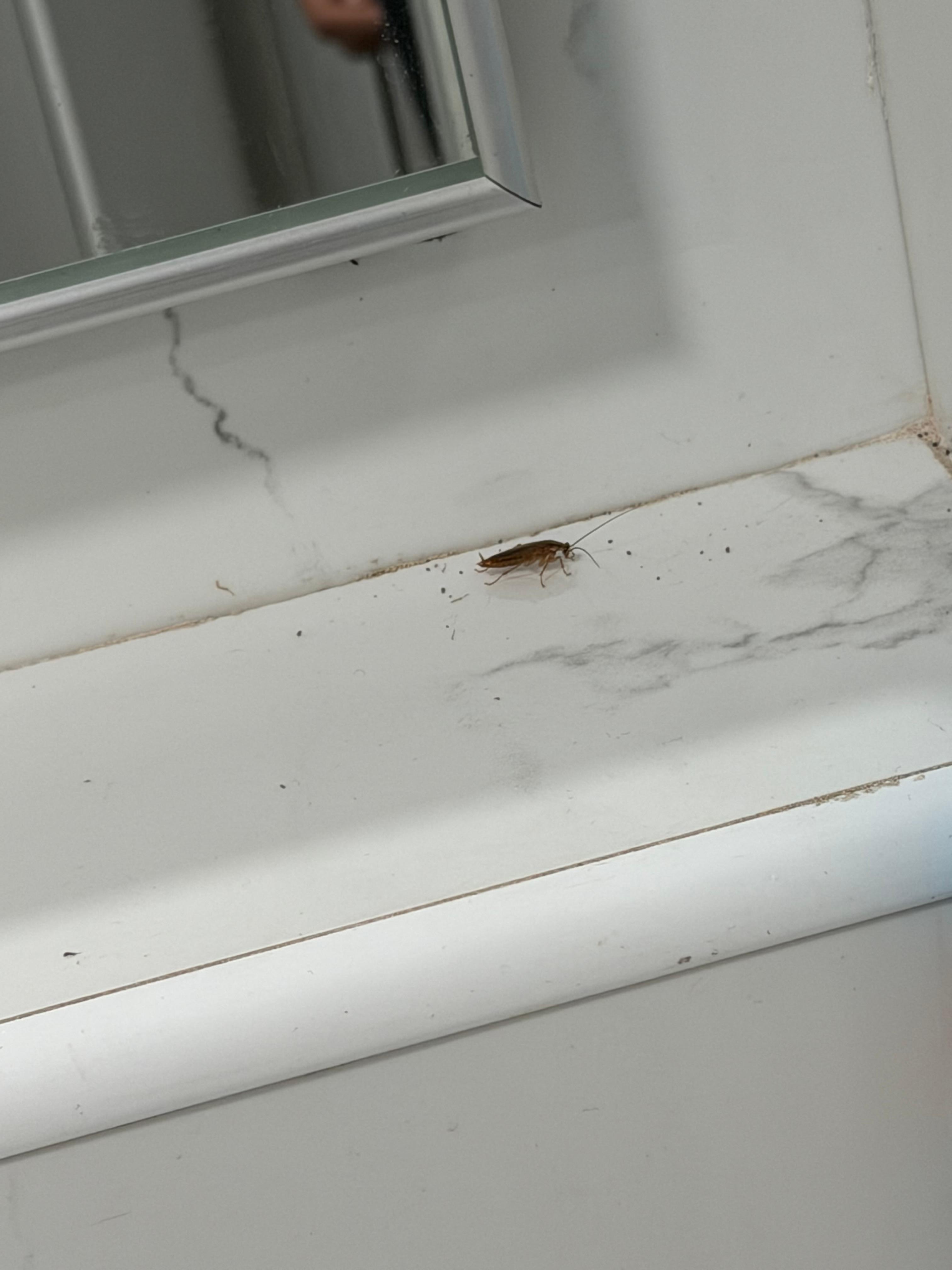 I also found a cockroach in the bathroom 