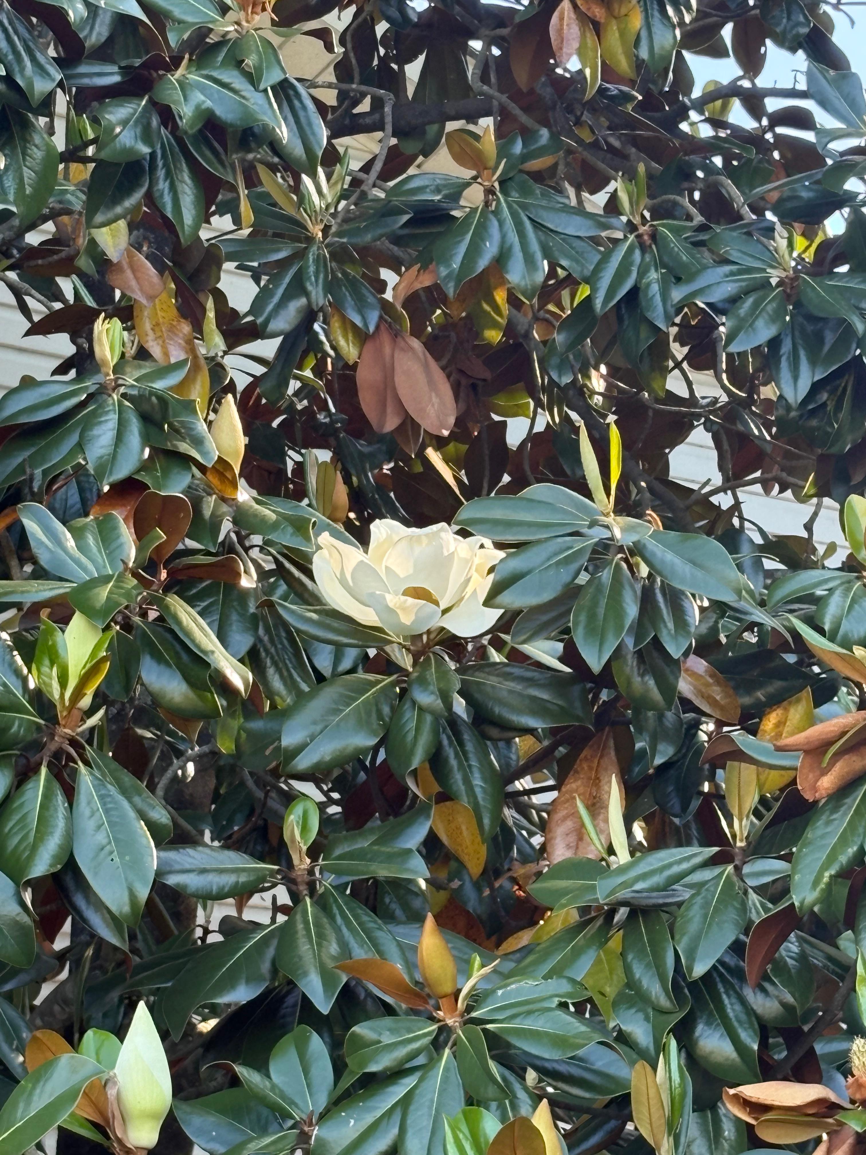 magnolia trees