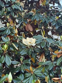 magnolia trees